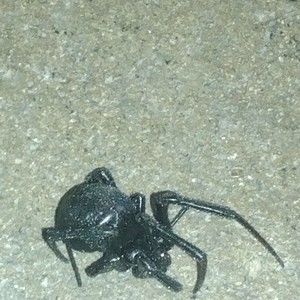 Meet your Posher, Genesis